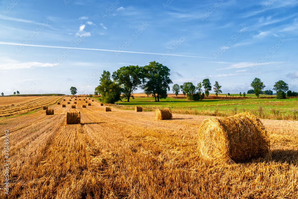 Krajobraz wiejski, lato na Podlasiu, Polska