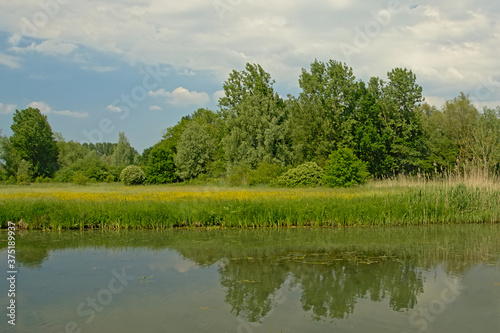 Fototapeta Naklejka Na Ścianę i Meble -  Meadow with wildflowers and green trees reflecting in the water of a pool in the Flemish countryside 