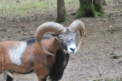 Mufflon portrait. Close up of head