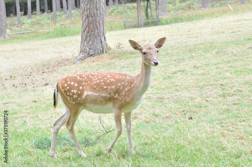 sika deer portrait. Standing on grass. Looking towards the camera