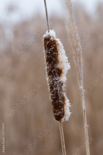 Zamarznięta pałka szerokolistna Typha latifolia