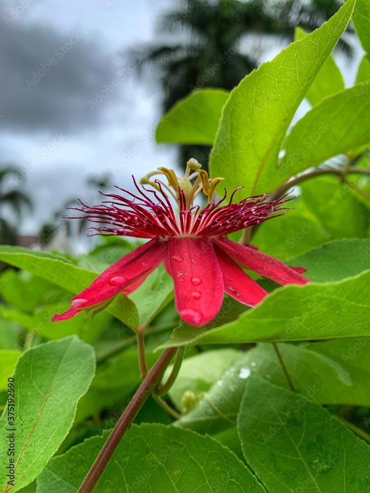 red and yellow flower red and yellow flower
