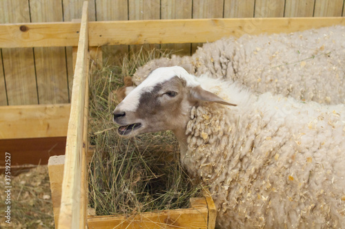 Hungry sheep photo