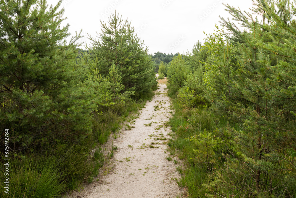 Fototapeta premium Sandiger Boden umgeben von Kiefern