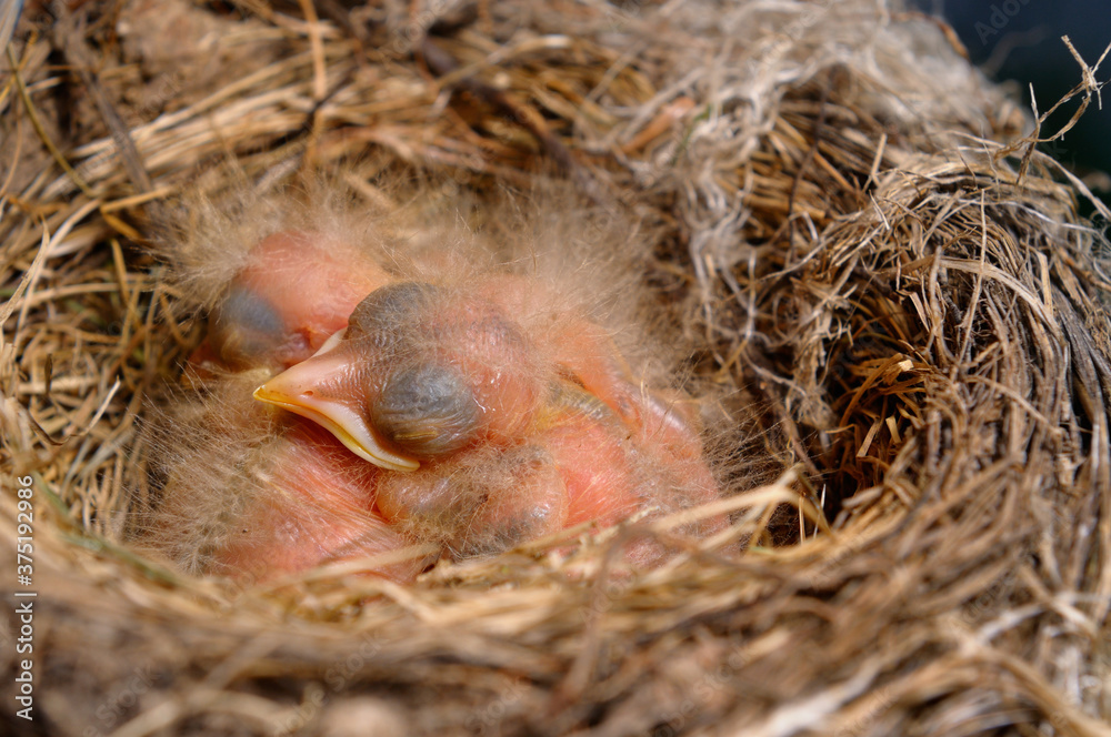 Three helpless naked Robin hatchlings sleeping in the bird nest Three helpless naked Robin hatchlings sleeping in the bird nest