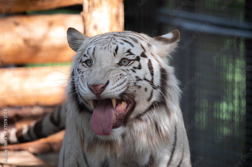 Naklejka premium Weißer Tiger