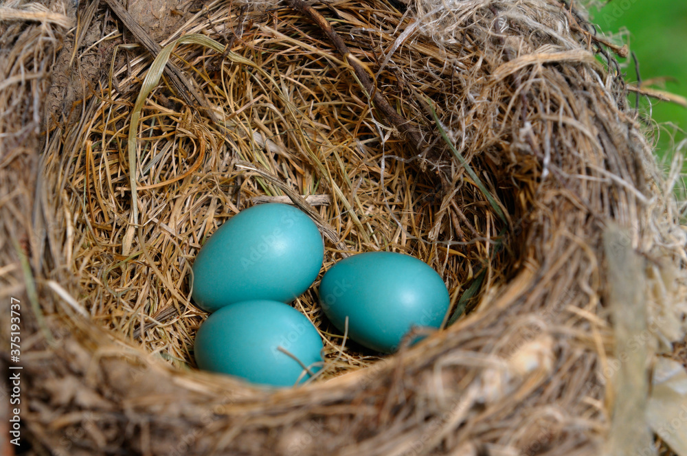 Three blue Robins eggs lying in the bird nest Three blue Robins eggs lying in the bird nest