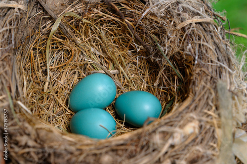 Three blue Robins eggs lying in the bird nest