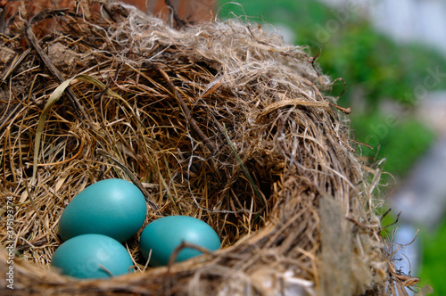 Three blue Robins eggs lying in the bird nest in springtime
