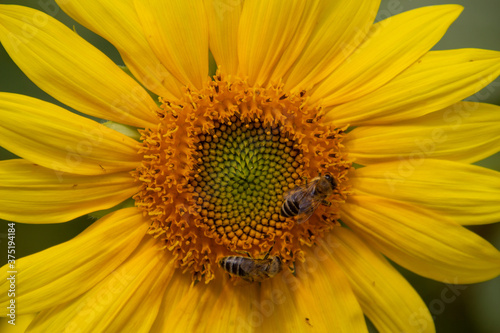 Close up of bee collecting nectar in a sunflower