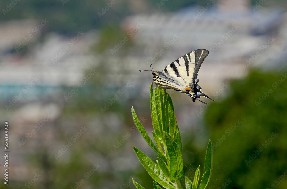 Una farfalla in un prato fiorito nel periodo estivo. Sullo sfondo un’area urbana industriale. Una farfalla in un prato fiorito nel periodo estivo. Sullo sfondo un’area urbana industriale.