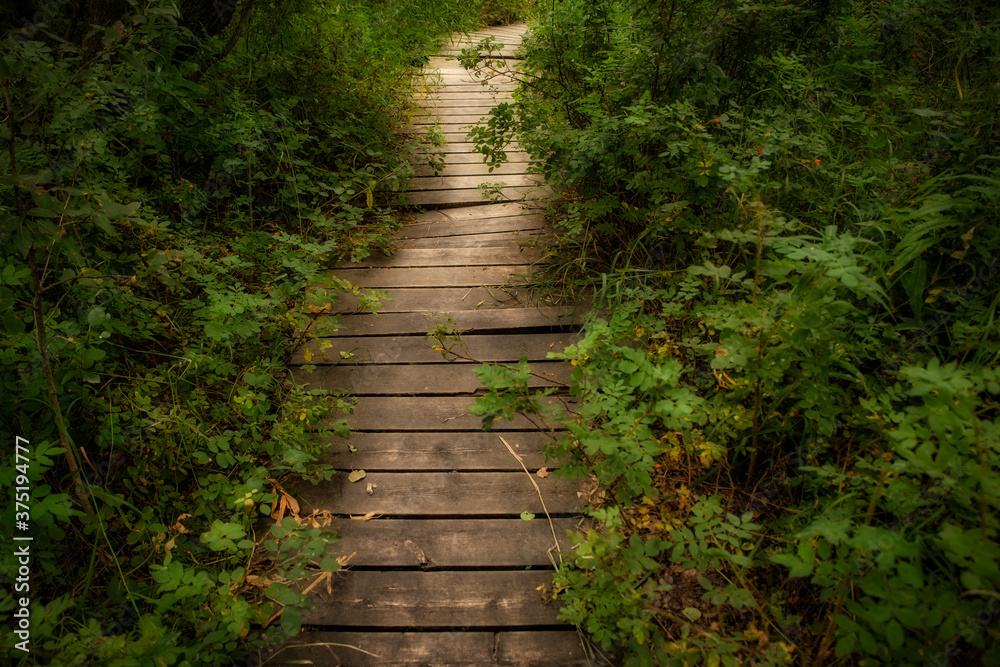 Lush green summer foliage divided by a wooden pedestrian boardwalk Lush green summer foliage divided by a wooden pedestrian boardwalk