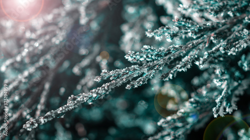 Bild auf Leinwand thuja branches covered with hoarfrost on blurred background, close view