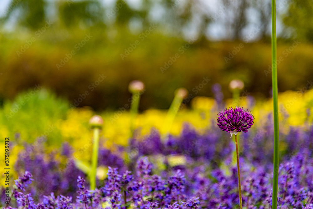 Obraz premium Flowers of spring and summer