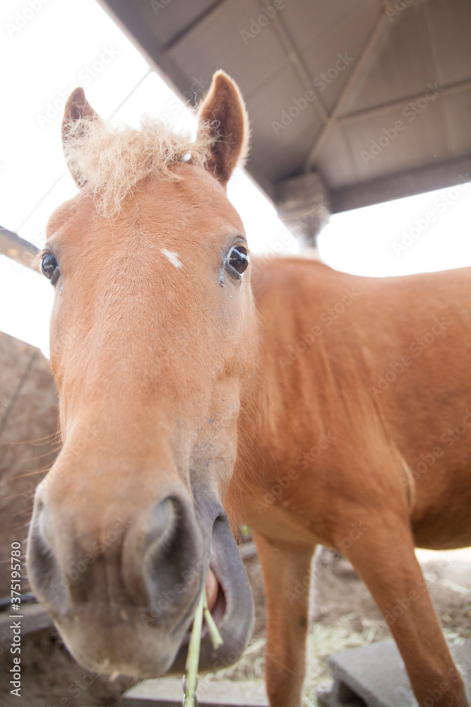 Obraz premium ポニー