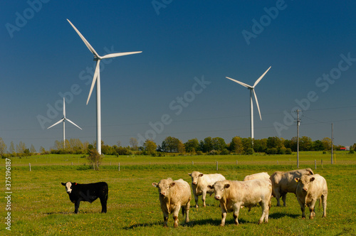 Herd of Bulls in a field turbines of the Ferndale Wind Farm Bruce Peninsula Ontario