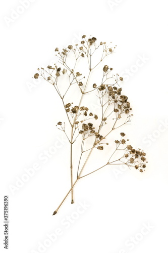 gypsophila flowers bouquet in gold paint isolated on white background top view. poster. floral card