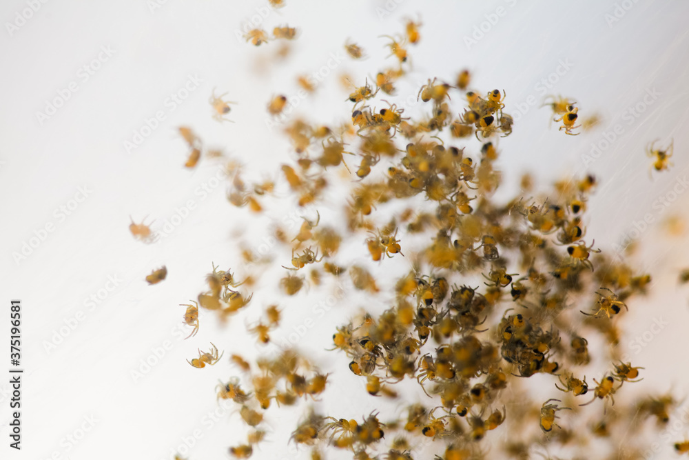 Cluster of baby spiders Cluster of baby spiders