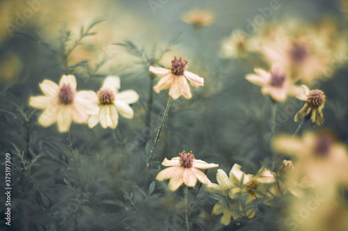 Yellow flowers on a green shrub photo