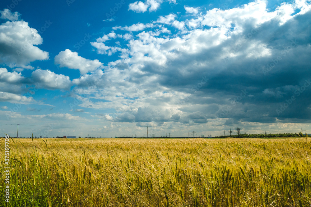 Grain field landscape with sky with clouds. Grain field landscape with sky with clouds.