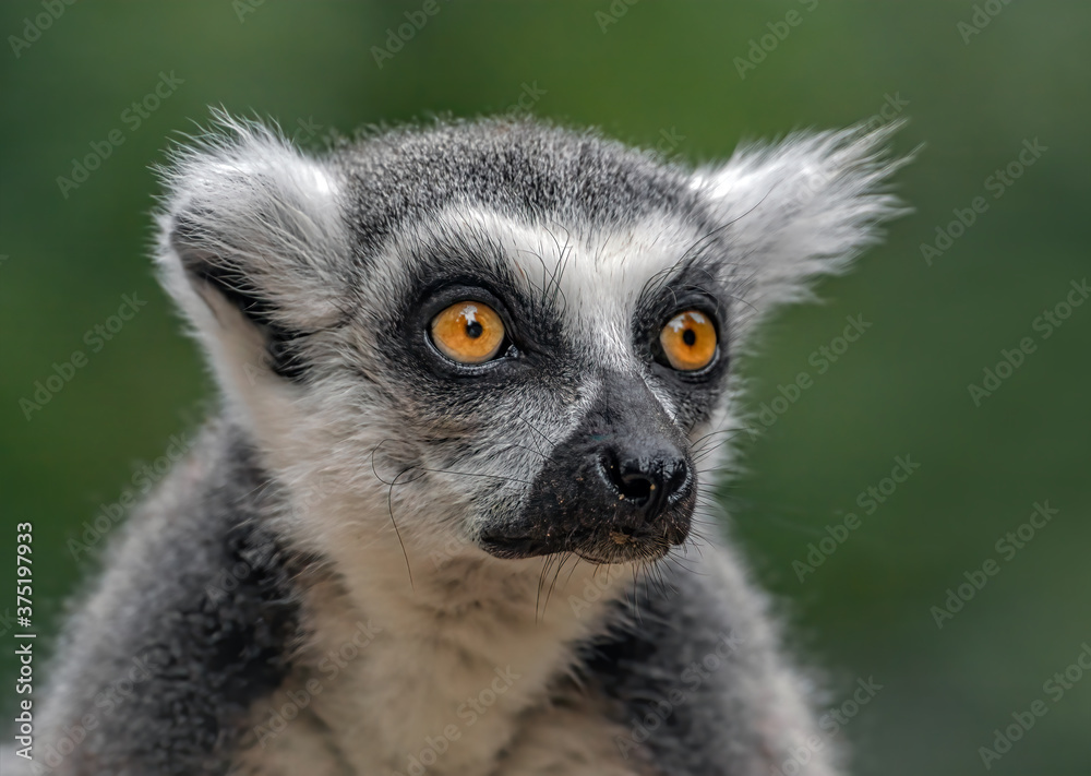 Fototapeta premium Katta Porträt