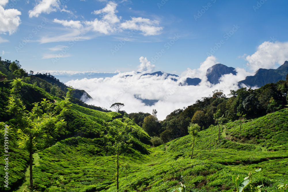 tea plantation in south india tea plantation in south india