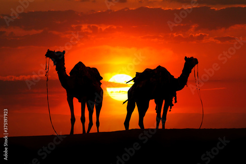 Silhouette of camels in the desert at Sunset