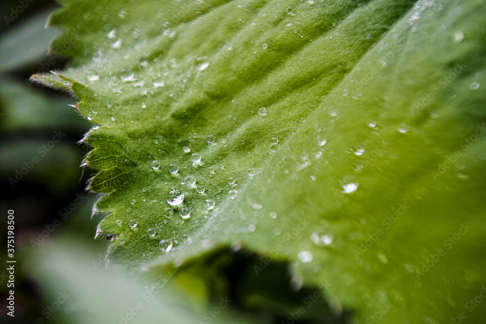 Green leaves close up Green leaves close up