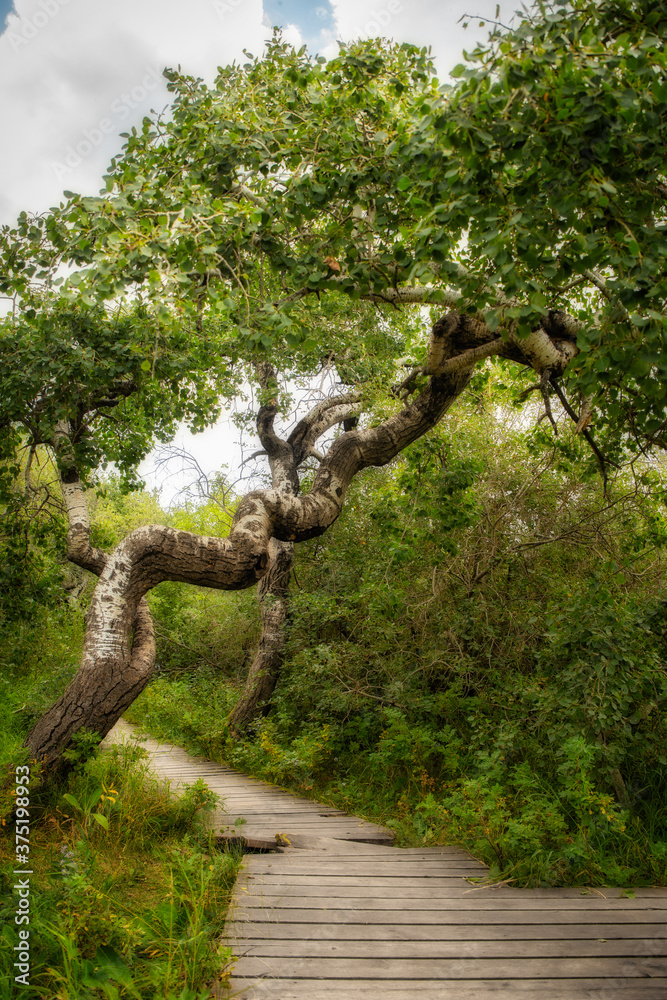 A small grove of trees growing crooked and twisted in a rural countryside summer landscape A small grove of trees growing crooked and twisted in a rural countryside summer landscape