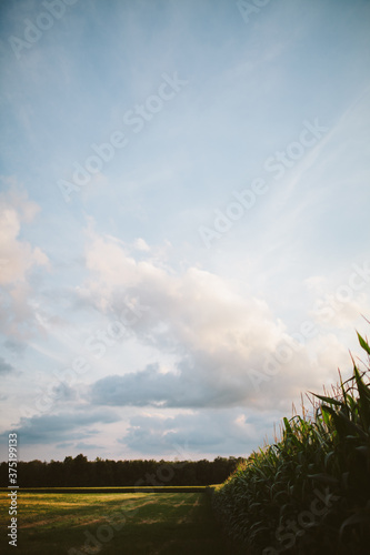 big sky and a cornfield in the summer