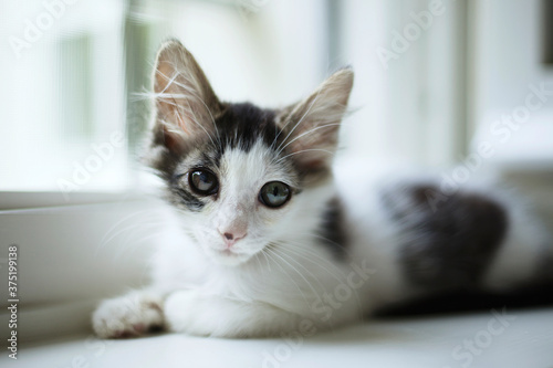 Wallpaper Mural Kitten with different colored eyes looks at the camera while laying on white windowsill Torontodigital.ca
