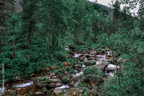 A mountainous clean river rapidly flows between stones and green rainy morning forest