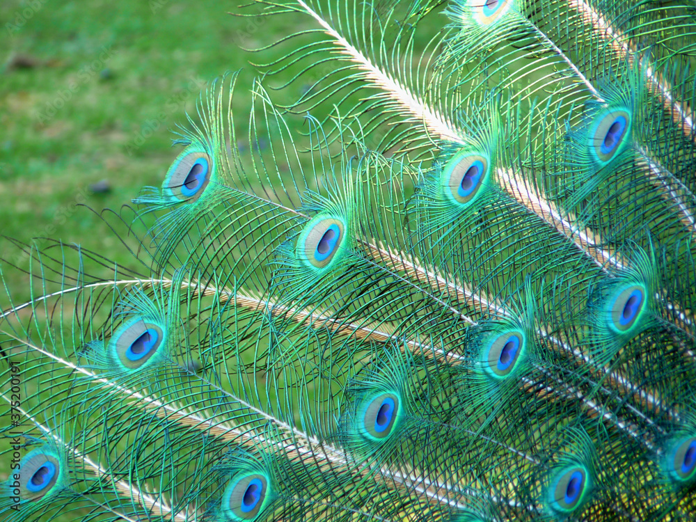 Obraz premium Feather of a peacock