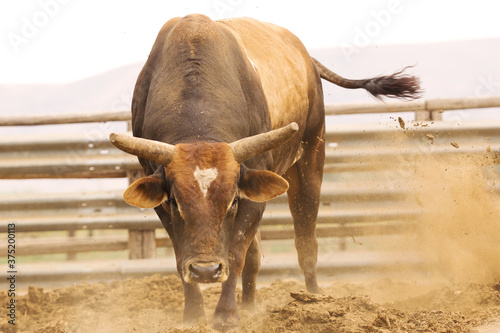 Rodeo bucking bull stirring up dirt in the arena