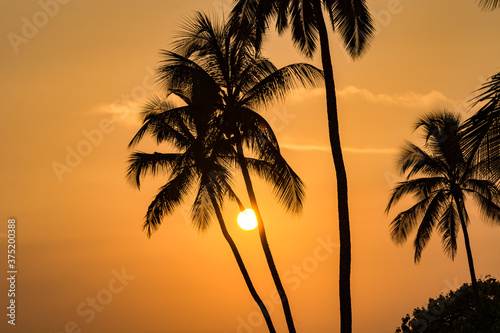 palm tree silhouette at sunset in Zanzibar