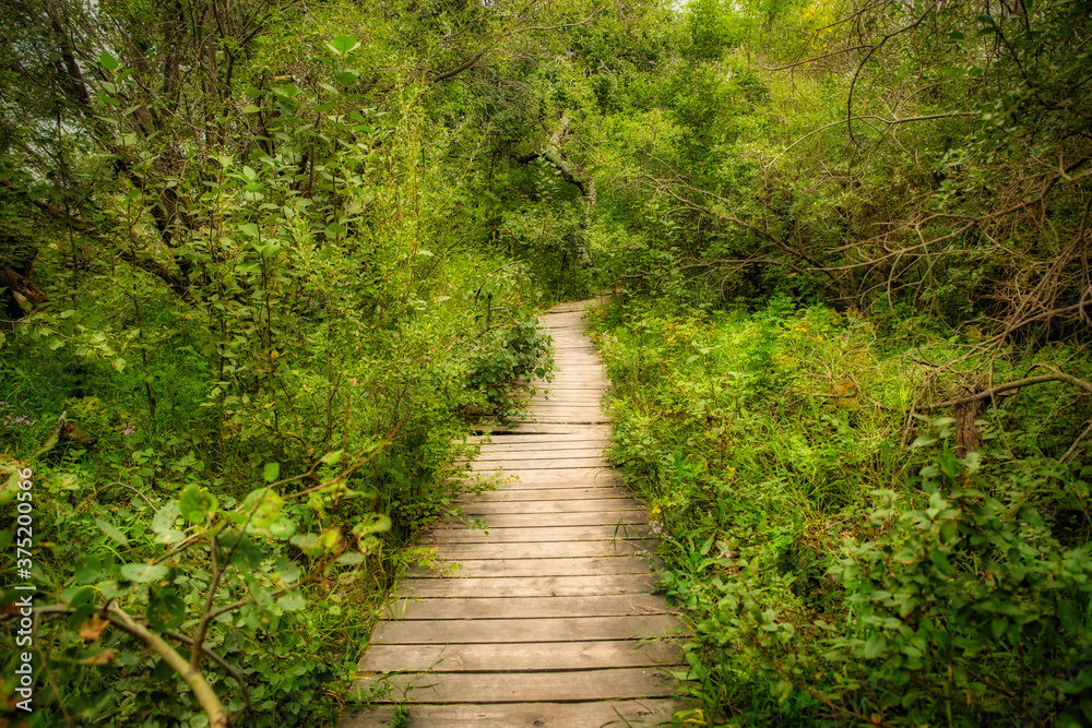 A wood plank boardwalk surrounded by lush green foliage and trees in a summer landscape