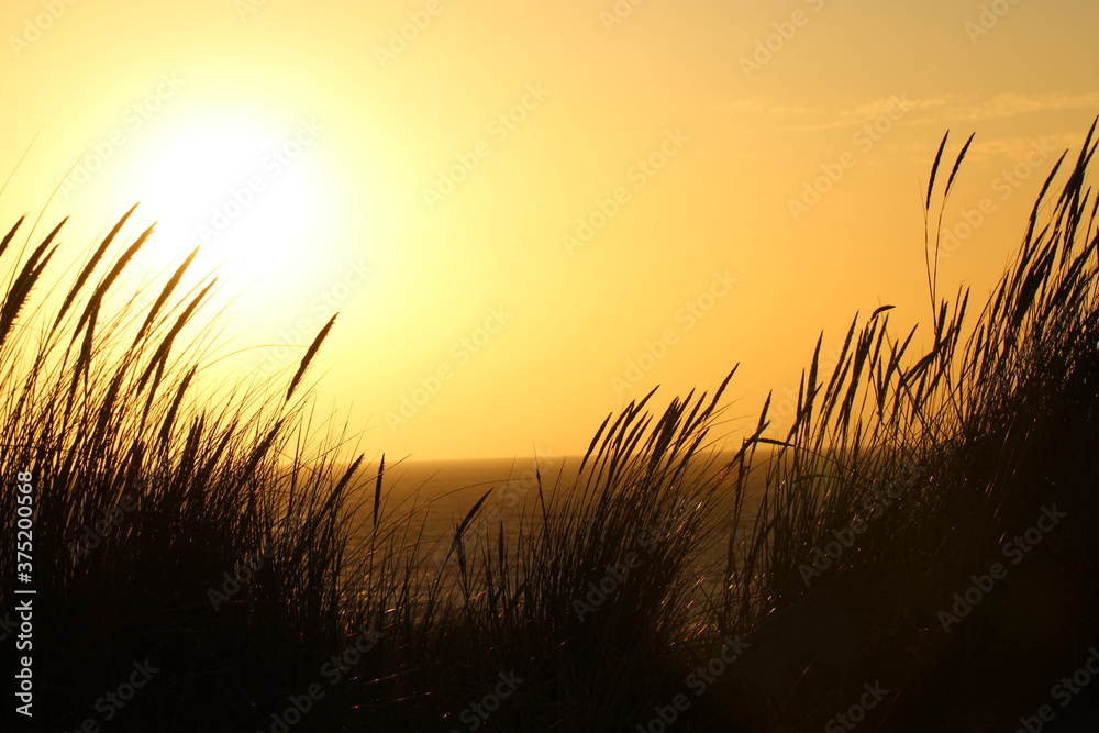 The Belgian Coast