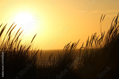 The Belgian Coast