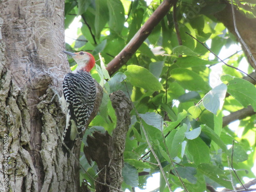 woodpecker on a tree