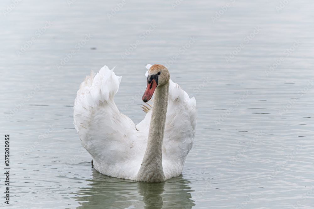 Fototapeta premium Swan in the wild
