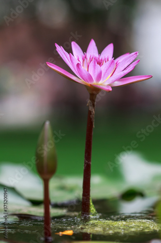 lotus of India photo