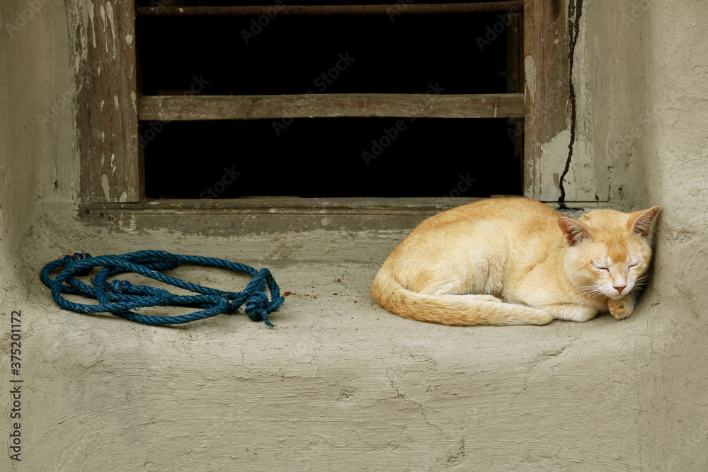 Fototapeta premium Image of a Cat from my village home