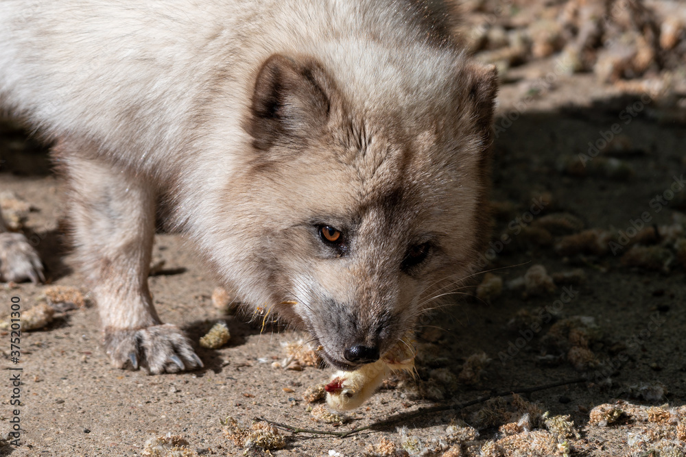Naklejka premium Polarfuchs