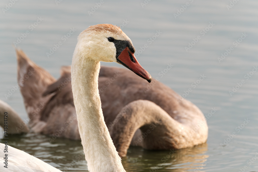 Swan portrait at sunset in the wild Swan portrait at sunset in the wild
