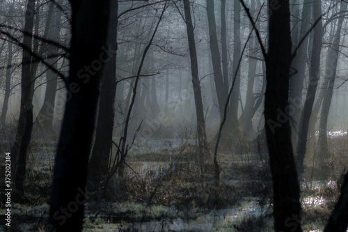 Ciemny mroczny las o świcie - ponury widok, klimat grozy
