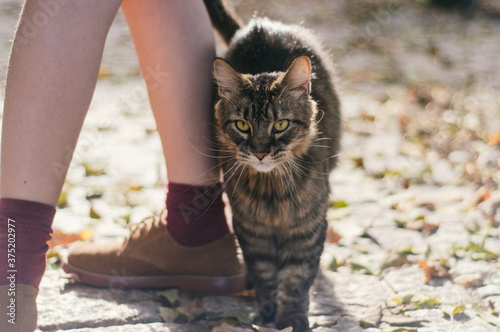 friendly tabby cat rubbing into child's legs