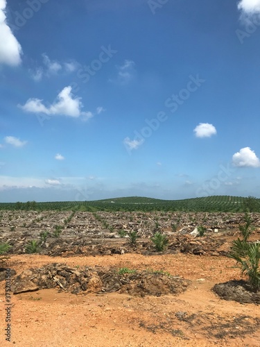palm oil tree replanting 