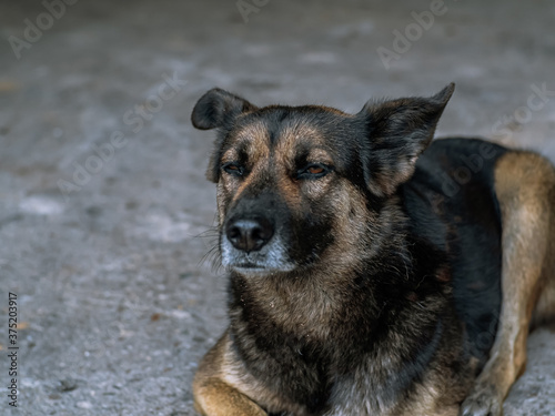 Dog - sad, lying on the gray asphalt road during the day, brown and orange coloring, mem © SymbiosisArtmedia