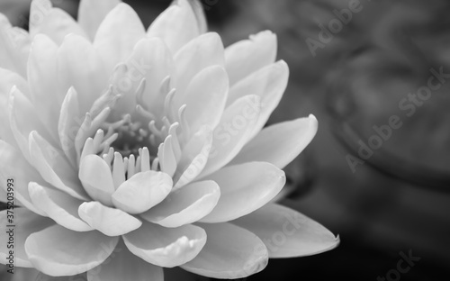 Black and white water lily tone on the surface water