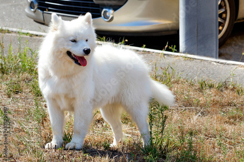 Canvas Print Portrait of a american eskimo walking on the sidewalk in the park